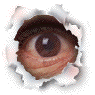   SiBear