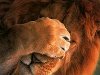   Young lion