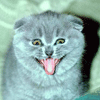   Le chat